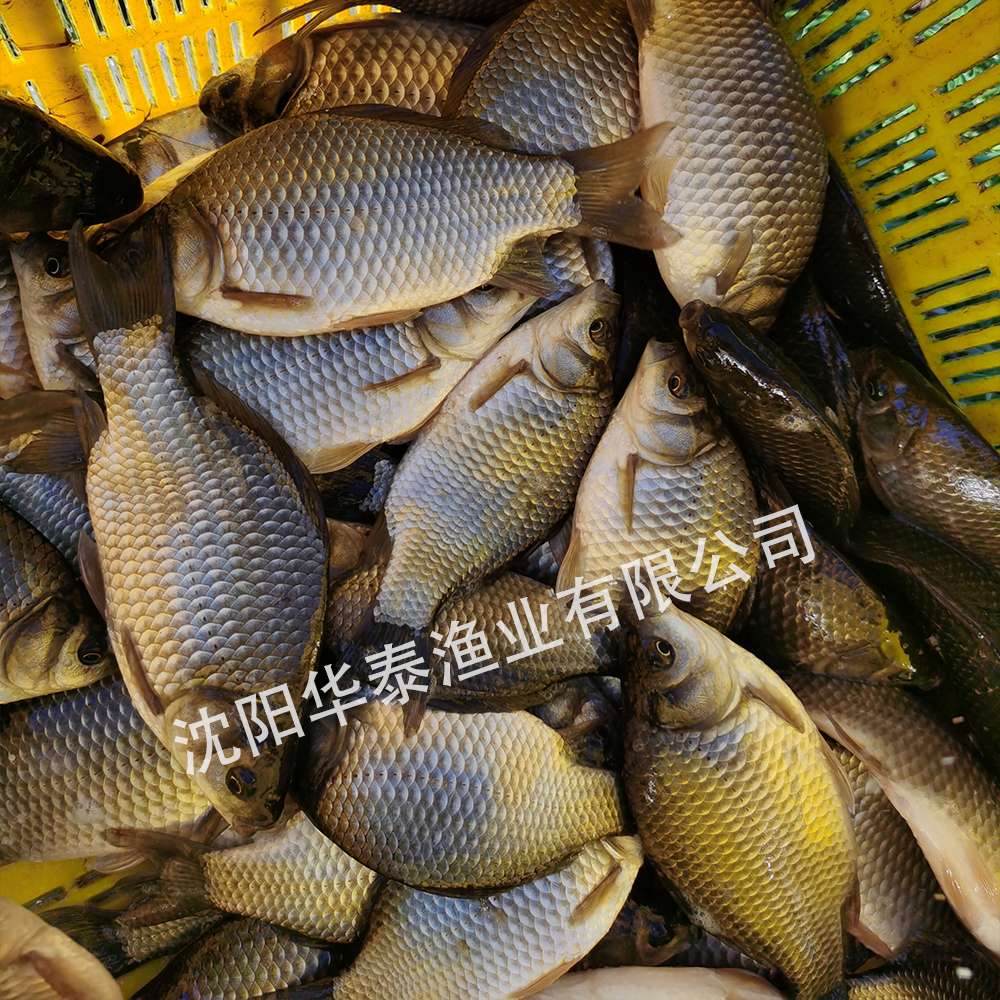 &#20048;&#31454;&#32593;&#39029;&#29256;&#30331;&#24405;&#20837;&#21475;&#45;&#20048;&#31454;&#40;&#20013;&#22269;&#41;